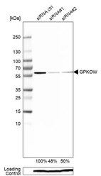 Western blot analysis in A-549 cells transfected with control siRNA, target specific siRNA probe #1 and #2, using Anti-GPKOW antibody. Remaining relative intensity is presented. Loading control: Anti-PPIB.