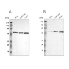 Anti-GPKOW Antibody