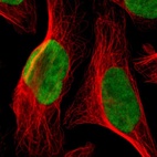 Immunofluorescent staining of human cell line U-2 OS shows localization to nucleoplasm.