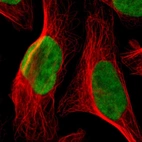 Immunofluorescent staining of human cell line U-2 OS shows localization to nucleoplasm.