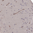 Immunohistochemical staining of human cerebral cortex shows moderate membranous positivity in endothelial cells.