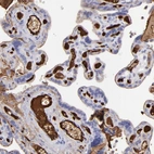 Immunohistochemical staining of human placenta shows strong positivity in plasma in blood vessels.