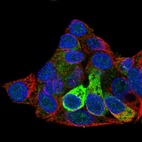 Immunofluorescent staining of human cell line Hep G2 shows localization to endoplasmic reticulum.
