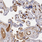 Immunohistochemical staining of human placenta shows strong positivity in plasma in blood vessels.