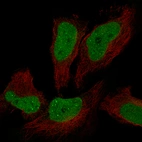 Immunofluorescent staining of human cell line A549 shows localization to nucleoplasm and nuclear bodies.