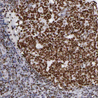 Immunohistochemical staining of human tonsil shows strong nuclear positivity in germinal center cells.