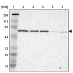 Anti-TERF2 Antibody