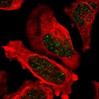 Immunofluorescent staining of human cell line U-2 OS shows localization to nuclear bodies.