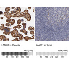 Anti-LAMC1 Antibody