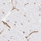 Immunohistochemical staining of human cerebral cortex shows strong membranous positivity in endothelial cells.