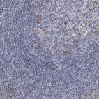 Anti-LAMC1 Antibody