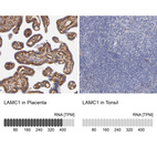 Anti-LAMC1 Antibody