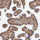 Immunohistochemical staining of human placenta shows strong membranous positivity in trophoblastic cells.