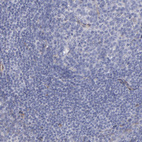 Anti-LAMC1 Antibody