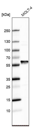 Western blot analysis in human cell line MOLT-4.