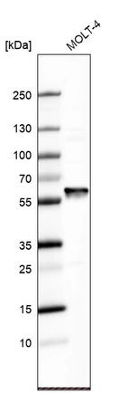 Western blot analysis in human cell line MOLT-4.