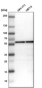 Western blot analysis in mouse cell line NIH-3T3 and rat cell line NBT-II.