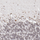 Anti-TFAP4 Antibody