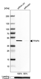 Anti-TFAP4 Antibody