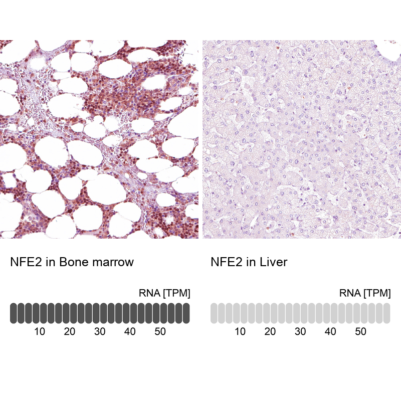 Anti-NFE2 Antibody