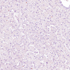 Anti-NFE2 Antibody