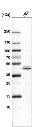 Western blot analysis in human cell line HEL.
