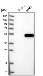 Western blot analysis in control (vector only transfected HEK293T lysate) and NFE2 over-expression lysate (Co-expressed with a C-terminal myc-DDK tag (~3.1 kDa) in mammalian HEK293T cells, LY401856).