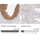 Anti-SH2D4A Antibody