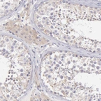 Immunohistochemical staining of human testis shows low expression as expected.