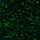 Immunofluorescence staining of mouse hypothalamus shows positivity in neuronal cell bodies and processes in the lateral preoptic area.