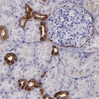 Immunohistochemical staining of human kidney shows strong positivity in distal tubules and Bowman's capsule.