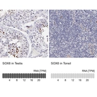 Anti-SOX6 Antibody