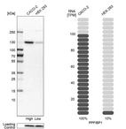 Western blot analysis in human cell lines Caco-2 and HEK293 using Anti-PPFIBP1 antibody. Corresponding PPFIBP1 RNA-seq data are presented for the same cell lines. Loading control: Anti-COX4I1.