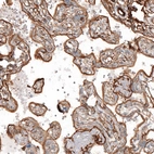 Immunohistochemical staining of human placenta shows moderate to strong cytoplasmic positivity in trophoblastic cells.