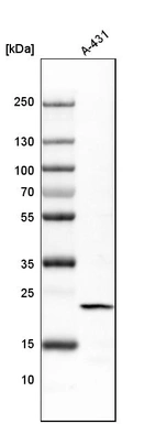 Western blot analysis in human cell line A-431.
