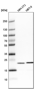 Western blot analysis in mouse cell line NIH-3T3 and rat cell line NBT-II.