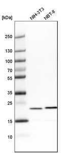 Western blot analysis in mouse cell line NIH-3T3 and rat cell line NBT-II.