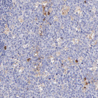 Immunohistochemical staining of human lymph node shows moderate cytoplasmic positivity in leukocytes.