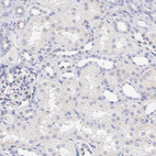 Immunohistochemical staining of human kidney shows no cytoplasmic positivit as expected.