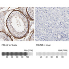 Anti-FBLN2 Antibody