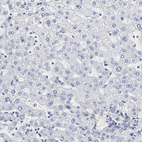 Anti-FBLN2 Antibody