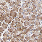 Immunohistochemical staining of human stomach shows moderate cytoplasmic positivity in glandular cells.