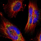 Immunofluorescent staining of human cell line U-251 MG shows localization to mitochondria.