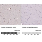 Anti-PNMA2 Antibody