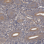Immunohistochemical staining of human endometrium shows weak to moderate cytoplasmic positivity in glandular cells.