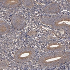 Immunohistochemical staining of human endometrium shows weak to moderate cytoplasmic positivity in glandular cells.