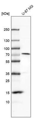 Western blot analysis in human cell line U-87 MG.