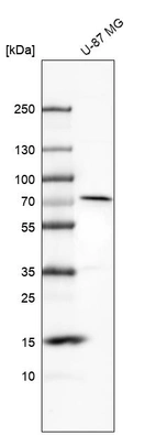Western blot analysis in human cell line U-87 MG.