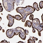 Immunohistochemical staining of human placenta shows strong granular cytoplasmic positivity in trophoblastic cells.
