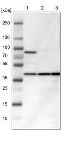 Lane 1: NIH-3T3 cell lysate (Mouse embryonic fibroblast cells)_br/_Lane 2: NBT-II cell lysate (Rat Wistar bladder tumour cells)_br/_Lane 3: PC12 cell lysate (Pheochromocytoma of rat adrenal medulla)
